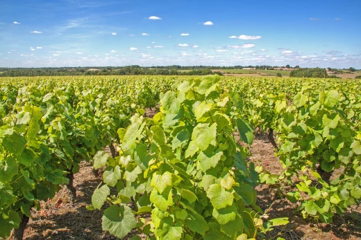 Vivre dans le Sud Loire : 3 villes qui offrent un cadre de vie idéal