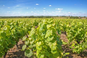 Estimation immobilière à Rezé et dans le Sud-Loire