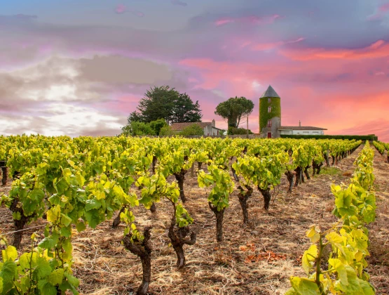 Top 5 des villes dans le vignoble nantais où vivre